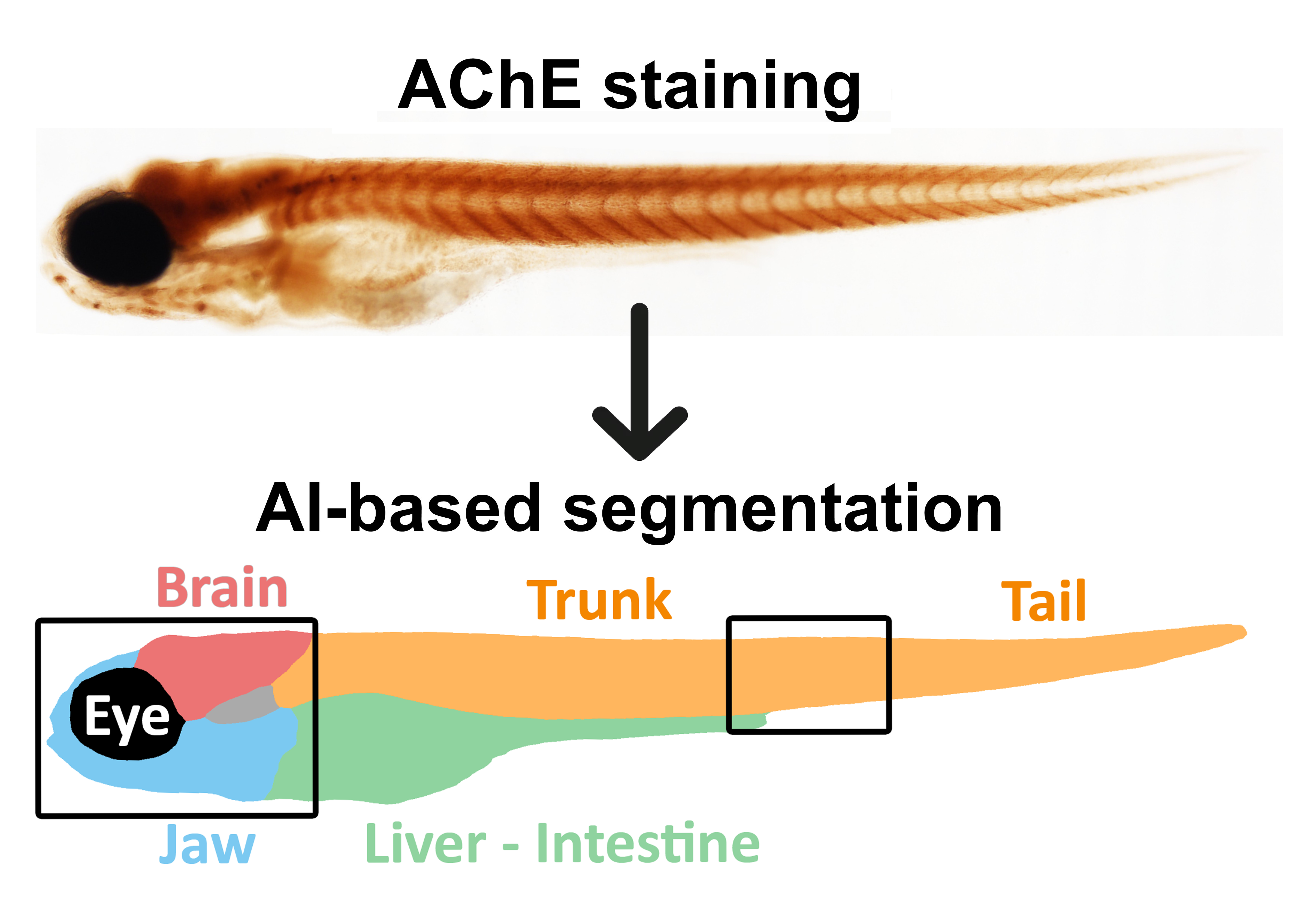 DanioAChE staining quantification software