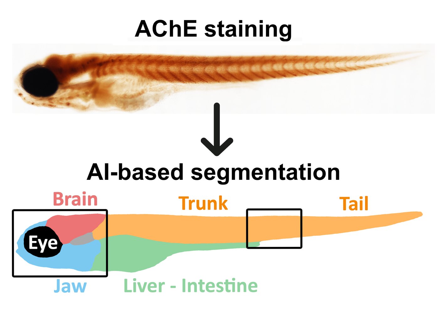 DanioAChE: AI-based segmentation of AChE staining